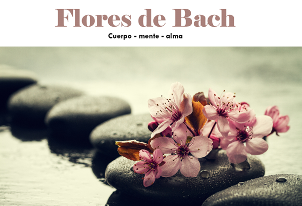 Flores de Bach para sanar tus emociones